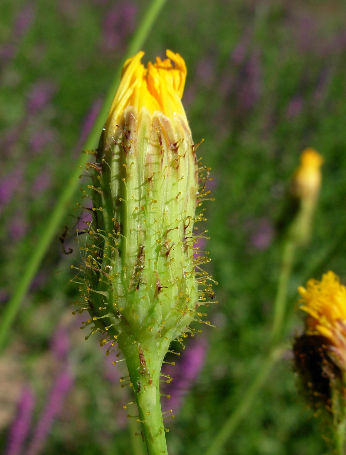 Sonchus arvensis L. subsp. arvensis / Grespino dei campi